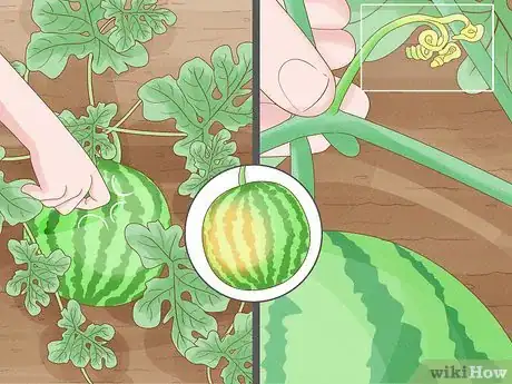 Imagen titulada Grow Watermelons Step 10