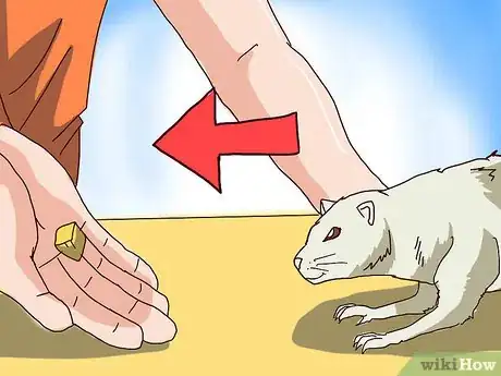 Imagen titulada Train Your Ferrets to Do Tricks Step 12