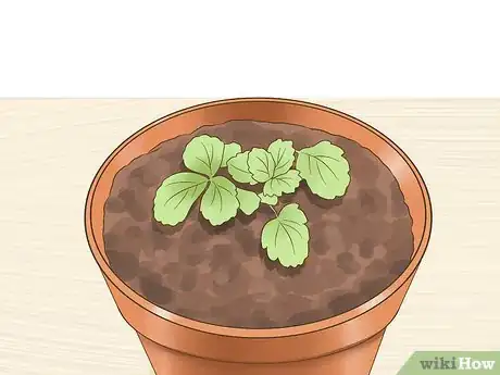 Imagen titulada Get Strawberry Seeds Step 11