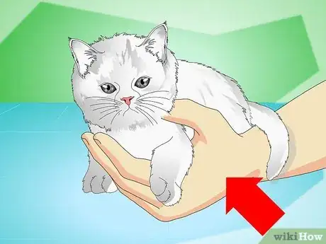 Imagen titulada Stop Kittens from Crying Step 5