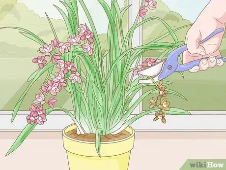 Imagen titulada Grow Cymbidium Orchids Step 7