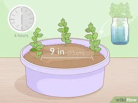 Imagen titulada Grow Parsley from Cuttings Step 10