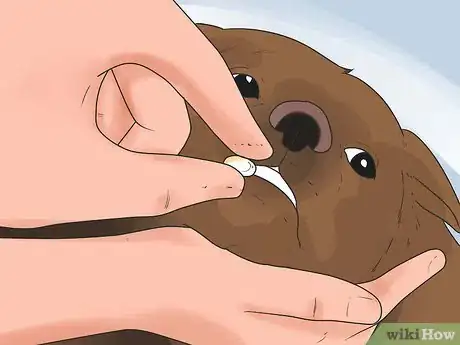 Imagen titulada Remove Warts on Dogs Step 8