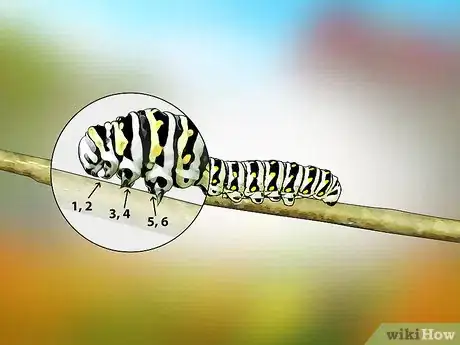 Imagen titulada Identify a Caterpillar Step 3