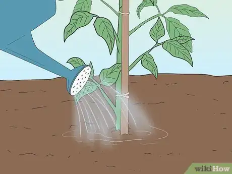 Imagen titulada Grow Tomatoes from Seeds Step 25