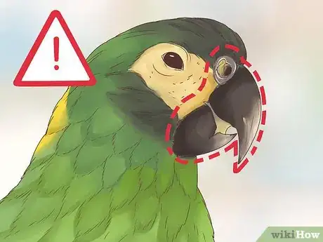 Imagen titulada Spot Signs of Disease in Conures Step 3