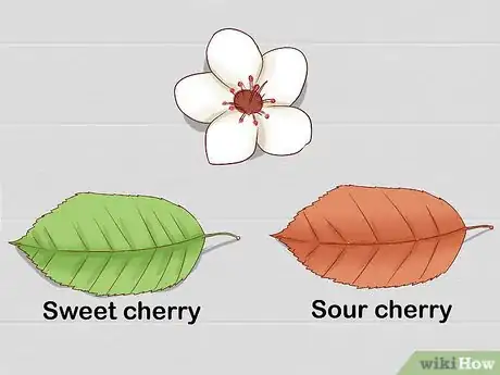 Imagen titulada Identify Cherry Trees Step 11