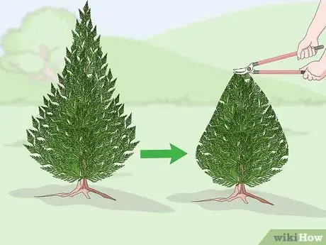 Imagen titulada Prune a Leyland Cypress Step 12