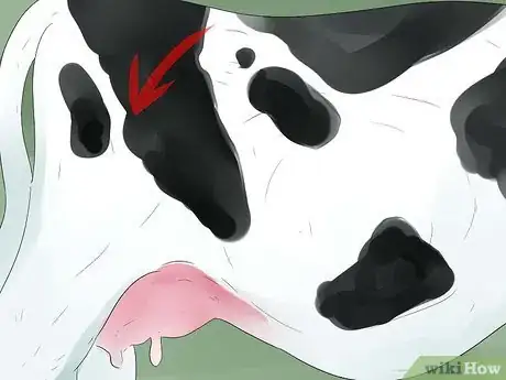 Imagen titulada Tell if a Cow or Heifer Is About to Give Birth Step 10