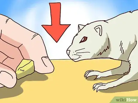 Imagen titulada Train Your Ferrets to Do Tricks Step 19