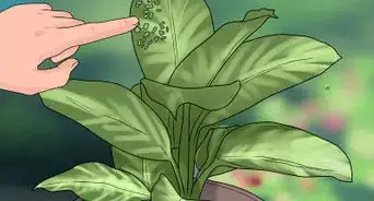quitar las puntas marrones de las hojas de las plantas de interior
