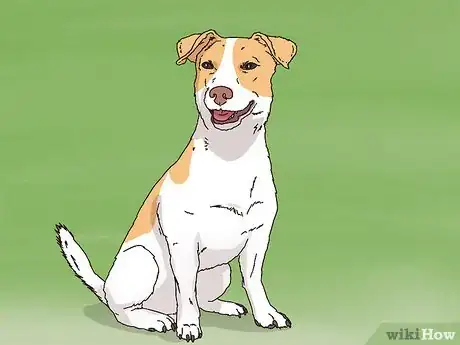 Imagen titulada Choose a Jack Russell Puppy Step 1