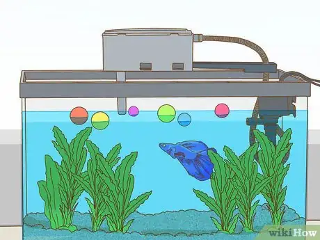 Imagen titulada Play With Your Betta Fish Step 2