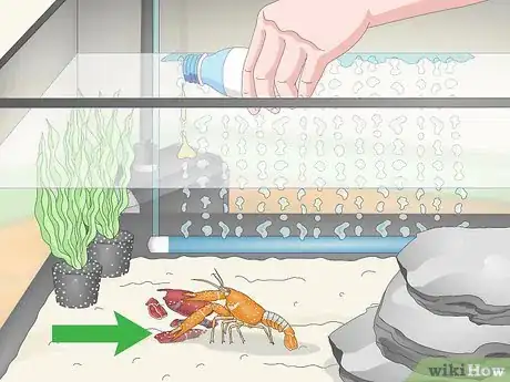 Imagen titulada Take Care of Crayfish Step 10