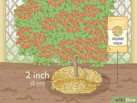 Imagen titulada Plant Pyracantha Step 14