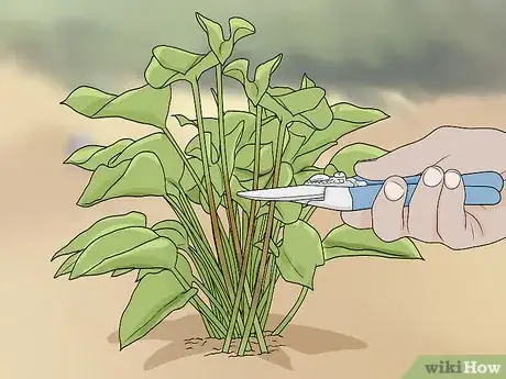 Imagen titulada Prune Philodendron Step 6