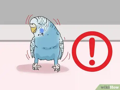 Imagen titulada Stop a Parakeet from Biting Step 4