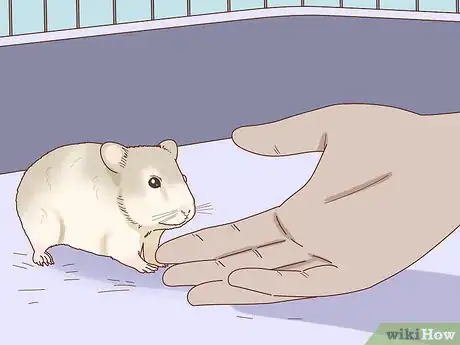 Imagen titulada Train Your Hamster to Come when You Call Step 6