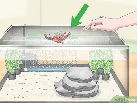 Imagen titulada Take Care of Crayfish Step 11