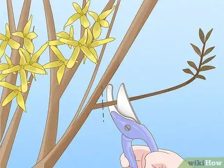 Imagen titulada Prune Forsythia Step 7