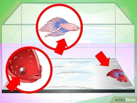 Imagen titulada Have a Happy Betta Fish Step 2