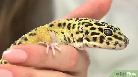 Imagen titulada Have Fun With Your Leopard Gecko Step 1