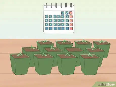 Imagen titulada Grow Tomatoes from Seeds Step 16
