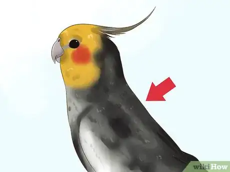 Imagen titulada Tell if a Cockatiel Is Male or Female Step 2