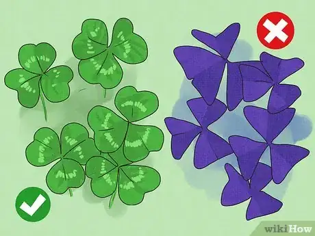 Imagen titulada Find a Four Leaf Clover Step 4