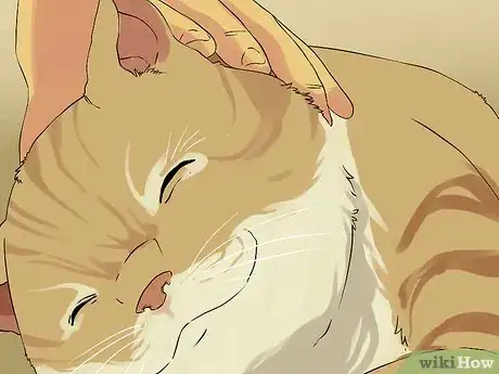 Imagen titulada Clean Your Cat's Ears Step 5