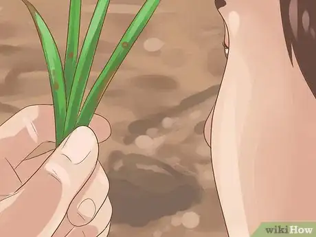 Imagen titulada Grow Chives Step 16