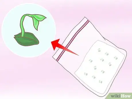 Imagen titulada Plant a Lemon Seed Step 21