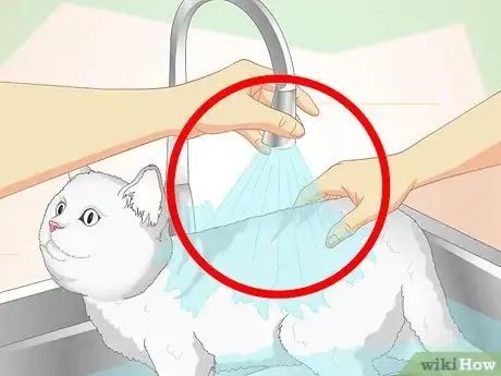 Imagen titulada Inconspicuously Bathe a Cat Without Being Scratched Step 9