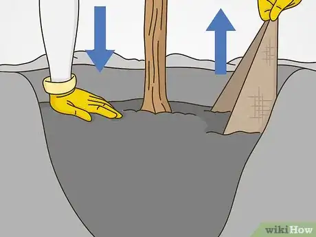 Imagen titulada Transplant a Young Tree Step 16