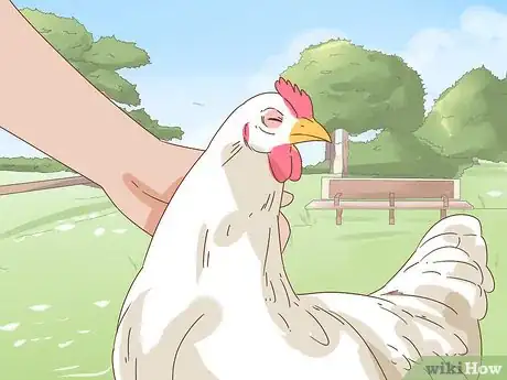 Imagen titulada Keep a Pet Chicken Step 11