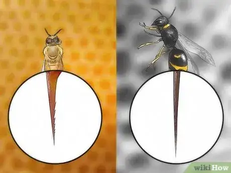 Imagen titulada Treat Yourself if You Get Stung by a Bee or Wasp Step 2