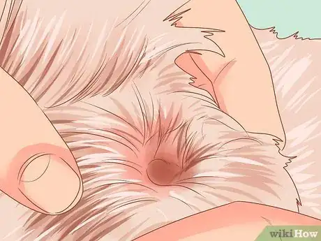 Imagen titulada Take Care of a West Highland White Terrier Step 10