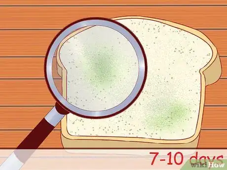 Imagen titulada Make Mold Grow on Bread Step 5