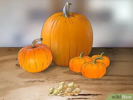 Imagen titulada Grow a Pumpkin Step 3