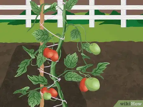 Imagen titulada Tie up Tomatoes Step 9