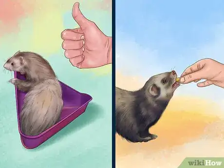 Imagen titulada Litter Train Your Ferret Step 7