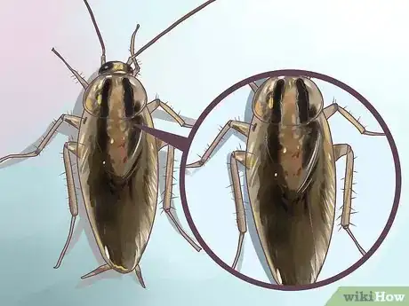 Imagen titulada Identify a Cockroach Step 7