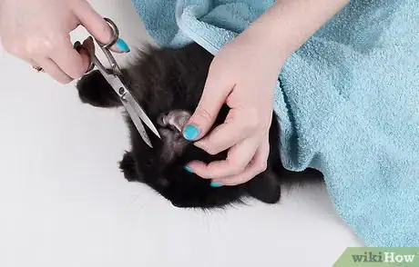 Imagen titulada Remove Ear Wax from Cats Step 6