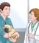 saber si tu perro tiene parvovirus