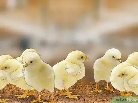 Imagen titulada Start a Chicken Farm Business Step 12