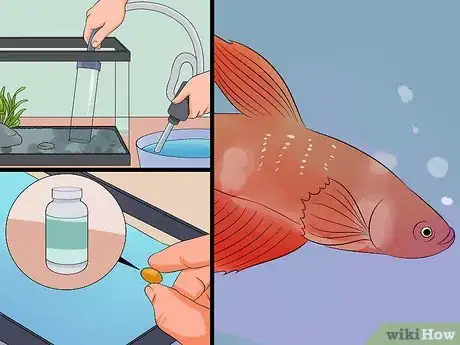 Imagen titulada Save a Dying Betta Fish Step 5