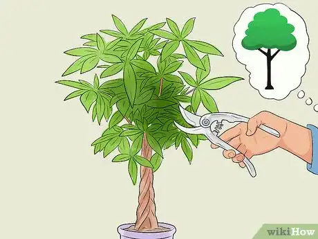 Imagen titulada Care for a Money Tree Step 10