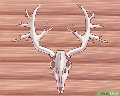 Imagen titulada Score Deer Antlers Step 1