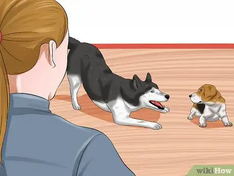 Imagen titulada Train Your Dog to Be Calm Step 9