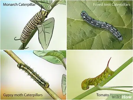 Imagen titulada Identify a Caterpillar Step 8